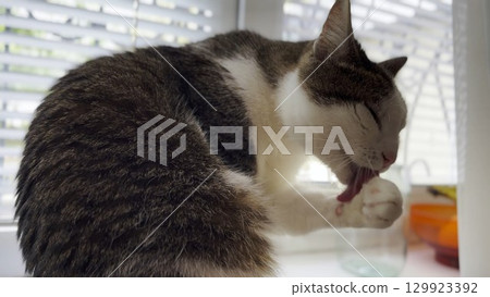 Beautiful domestic cat licking her paw by tongue and washing face indoor. Cute kitten grooming herself at home. Concept of adorable domestic animal 129923392