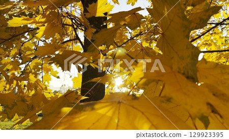 Golden maple leaves on tree branches gently swaying in the wind with sunlight at background. Lush autumn yellow foliage swinging on the breeze at forest. Beautiful colorful fall season. Close up 129923395