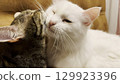 Beautiful domestic cats licking each other with tongues at home. Cute kittens taking care of fur each other at home. Family couple feline resting together. Concept of adorable animals. Close up 129923396
