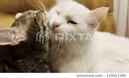 Beautiful domestic cats licking each other with tongues at home. Cute kittens taking care of fur each other at home. Family couple feline resting together. Concept of adorable animals. Close up Beautiful domestic cats licking each other with tongues at home. Cute kittens taking care of fur each other at home. Family couple feline resting together. Concept of adorable animals. Close up 129923396