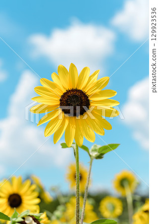 夏日天空中的向日葵 129923536