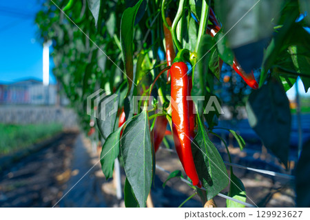 Red chili pepper growing in a chilli field Red chili pepper growing in a chilli field 129923627