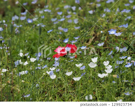 粉蝶花田中的一朵紅罌粟 129923734