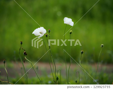 White Poppy Flower 129923735