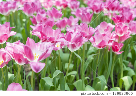 Pink tulips blooming in garden with sunlight. 129923960