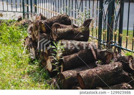 [Kobe Fruit and Flower Park Osawa] Large trees stacked on top of each other 129923986
