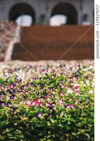 [Kobe Fruit and Flower Park Osawa] Beautiful flowers 129924057