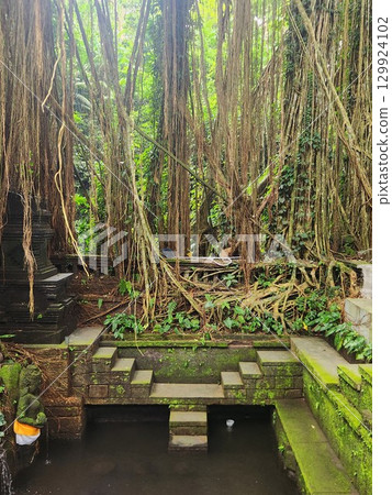 Banyan tree and shrine in Ubud Monkey Forest, Bali Banyan tree and shrine in Ubud Monkey Forest, Bali 129924102