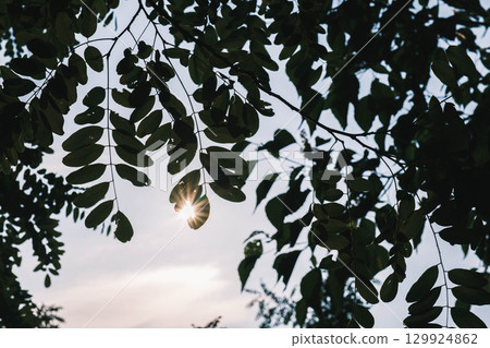[Hyogo Prefectural Arima Fuji Park] The sunlight shines brightly 129924862