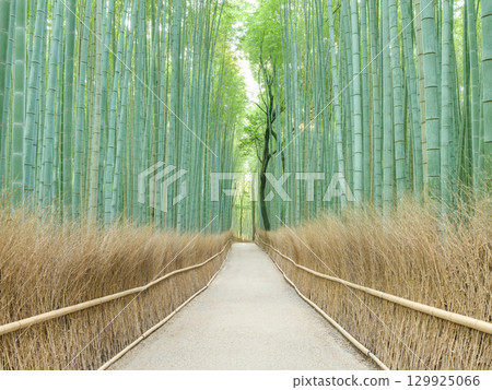 Kyoto Arashiyama_A magnificent view of the bamboo forest path 129925066