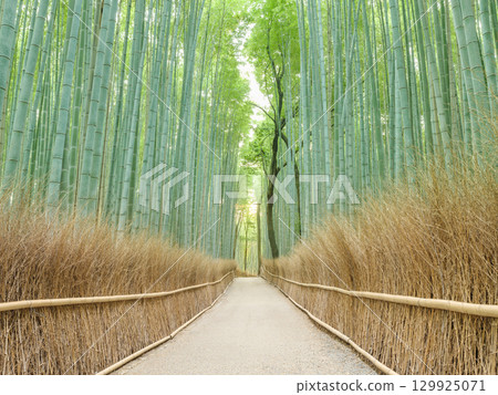 京都嵐山_竹林小徑的壯麗景色 129925071