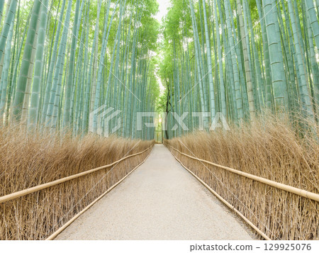京都嵐山_竹林小徑的壯麗景色 京都嵐山_竹林小徑的壯麗景色 129925076