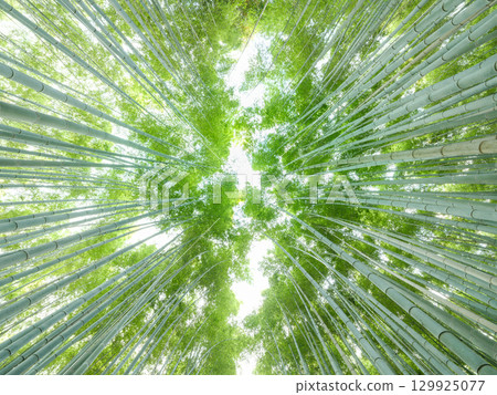 京都嵐山_竹林小徑的壯麗景色 129925077