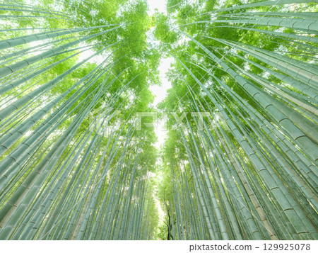 Kyoto Arashiyama_A magnificent view of the bamboo forest path 129925078