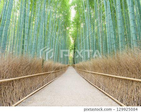 京都嵐山_竹林小徑的壯麗景色 京都嵐山_竹林小徑的壯麗景色 129925084