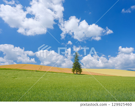 Hokkaido_Early summer Christmas tree and clear skies Hokkaido_Early summer Christmas tree and clear skies 129925460