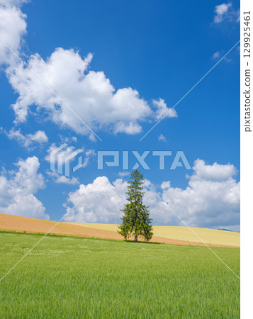 北海道_初夏的聖誕樹和晴朗的天空 129925461