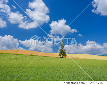 北海道_初夏的聖誕樹和晴朗的天空 129925463