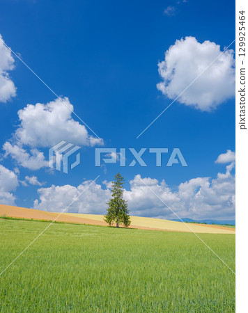 Hokkaido_Early summer Christmas tree and clear skies 129925464