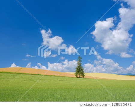 Hokkaido_Early summer Christmas tree and clear skies 129925471