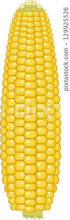 Vibrant yellow corn on the cob, a symbol of harvest and a versatile culinary staple. 129925526