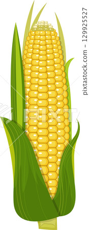 Freshly harvested ear of corn still in its husk, an iconic symbol of autumn abundance. Freshly harvested ear of corn still in its husk, an iconic symbol of autumn abundance. 129925527