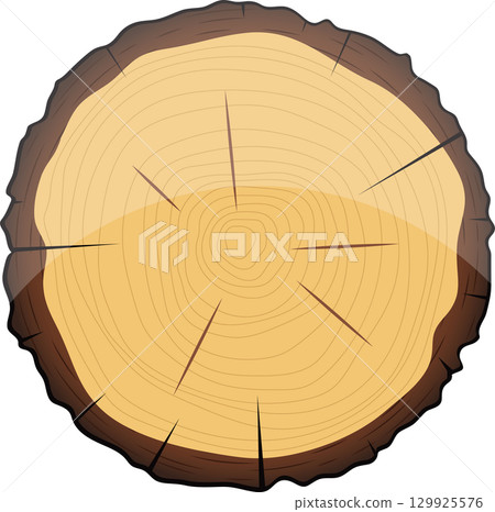 Detailed cross-section of a tree trunk, revealing growth rings and radial cracks on a black background. 129925576