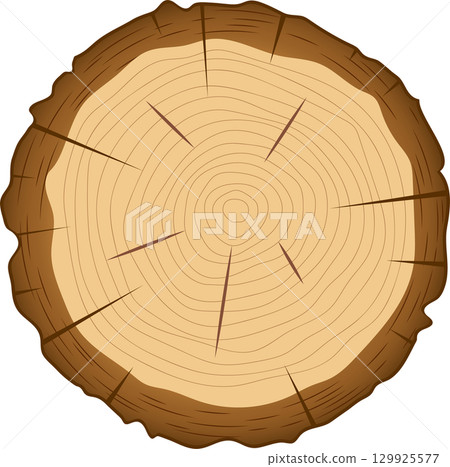Detailed cross-section of a cut tree trunk shows concentric growth rings and radial wood rays. Detailed cross-section of a cut tree trunk shows concentric growth rings and radial wood rays. 129925577