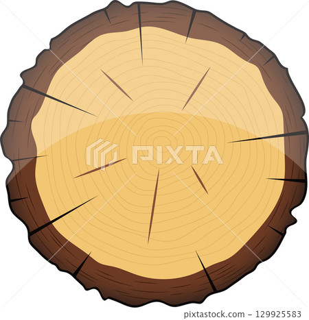 A detailed illustration of a cross-section of a tree trunk with rings, bark, and radial rays. 129925583