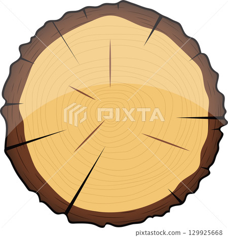 Cross section of a tree trunk displaying growth rings and medullary rays in yellow and brown. 129925668