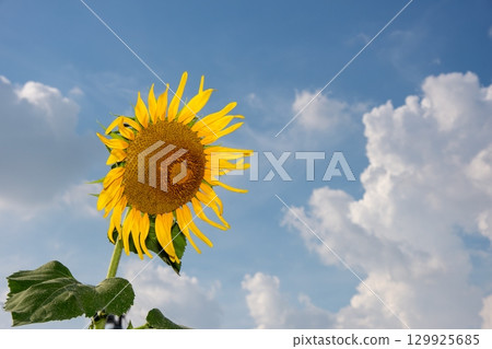 Summer sky and sunflower Summer sky and sunflower 129925685