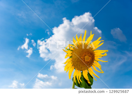 Sunflower in the blue sky Sunflower in the blue sky 129925687