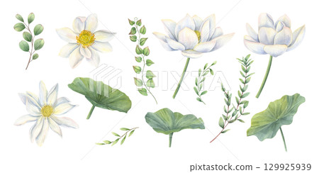 White lotus flower head, leaves and eucalyptus branches watercolor isolated illustration clip art. Blooming water lilies with greenery set for wedding stationery, Diwali decor, bouquet design. 129925939