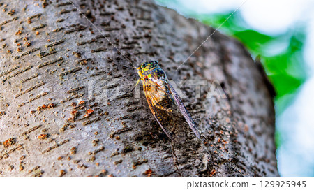 A cicada sits on a tree on hot summer day, closeup shot. Slow motion. Korea 129925945