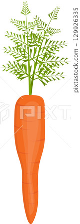 Vibrant vector illustration of a fresh carrot with leafy green top on a plain background. 129926335