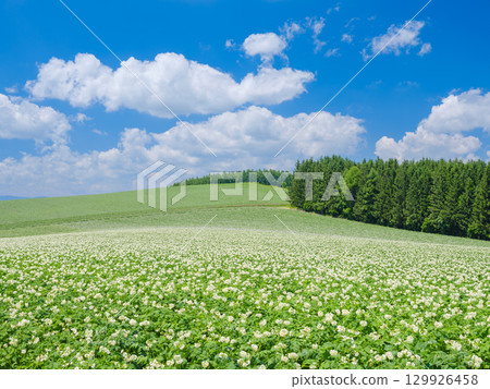 Hokkaido Biei _ Potato field scenery Hokkaido Biei _ Potato field scenery 129926458
