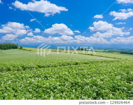 北海道美瑛_馬鈴薯田風景 129926464