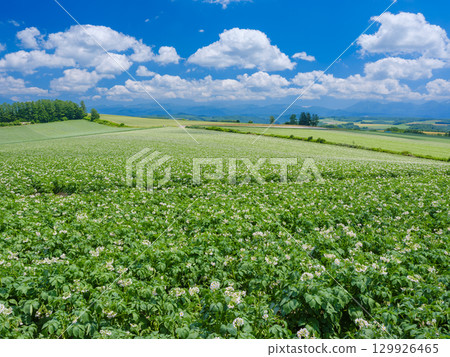 北海道美瑛_馬鈴薯田風景 129926465