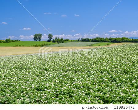 Hokkaido Biei _ Potato field scenery Hokkaido Biei _ Potato field scenery 129926472