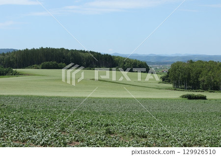 Buckwheat fields in full bloom, Wassamu Town Buckwheat fields, Kitawase buckwheat 129926510
