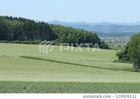 Buckwheat fields in full bloom, Wassamu Town Buckwheat fields, Kitawase buckwheat 129926512