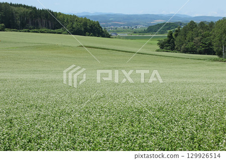 Buckwheat fields in full bloom, Wassamu Town Buckwheat fields, Kitawase buckwheat 129926514