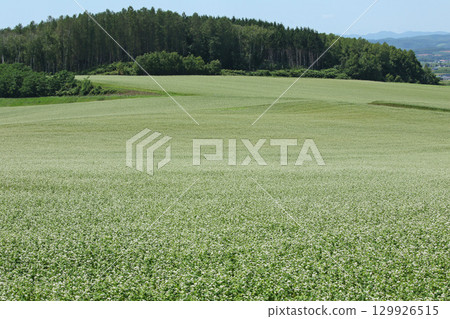 蕎麥花盛開的田野,和寒町蕎麥田,北和瀨蕎麥 蕎麥花盛開的田野,和寒町蕎麥田,北和瀨蕎麥 129926515