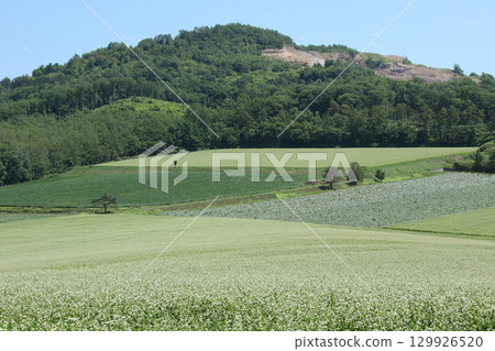 蕎麥花盛開的田野,和寒町蕎麥田,北和瀨蕎麥 蕎麥花盛開的田野,和寒町蕎麥田,北和瀨蕎麥 129926520