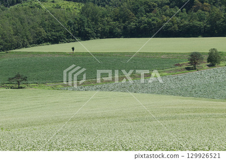 蕎麥花盛開的田野,和寒町蕎麥田,北和瀨蕎麥 蕎麥花盛開的田野,和寒町蕎麥田,北和瀨蕎麥 129926521