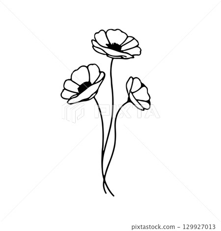 Delicate outline of three blooming flowers with slender stems against a plain background 129927013