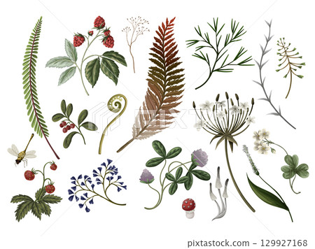 Autumn Vector Wood Fern Plants Mushrooms Berries Botanical Forest Nature isolated 129927168