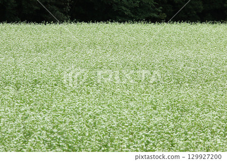 蕎麥花盛開的和寒町北和瀨蕎麥田 129927200