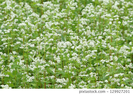蕎麥花盛開的和寒町北和瀨蕎麥田 129927201