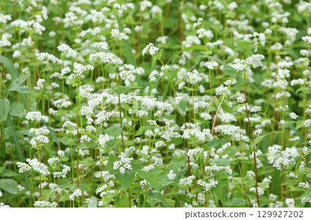 Buckwheat fields in full bloom, Kitawase buckwheat fields in Wassamu town 129927202